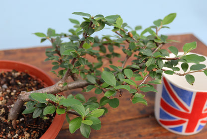 Bonsai Starter Tree Cotoneaster - CLEARANCE