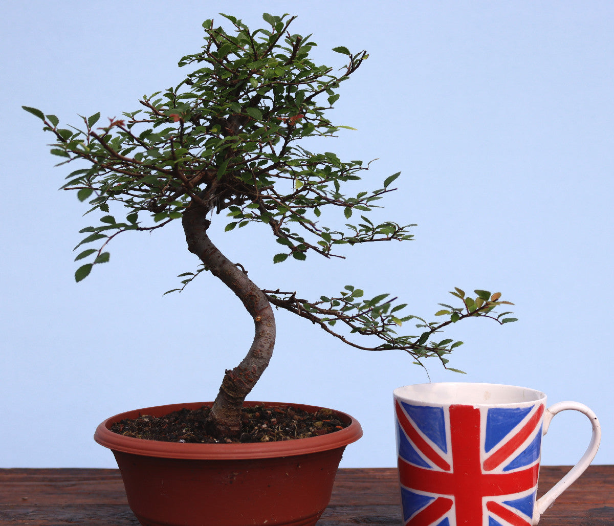 Chinese Elm Bonsai Tree - CLEARANCE