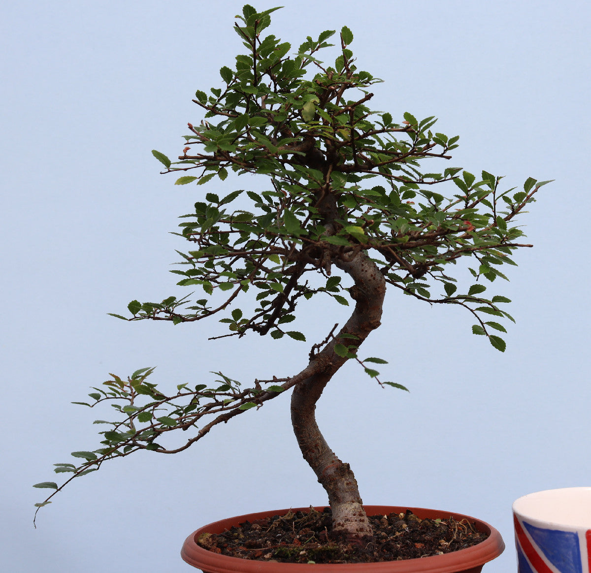 A potted bonsai tree with a twisted trunk and green leaves, shown in a terracotta-colored pot against a light blue background.