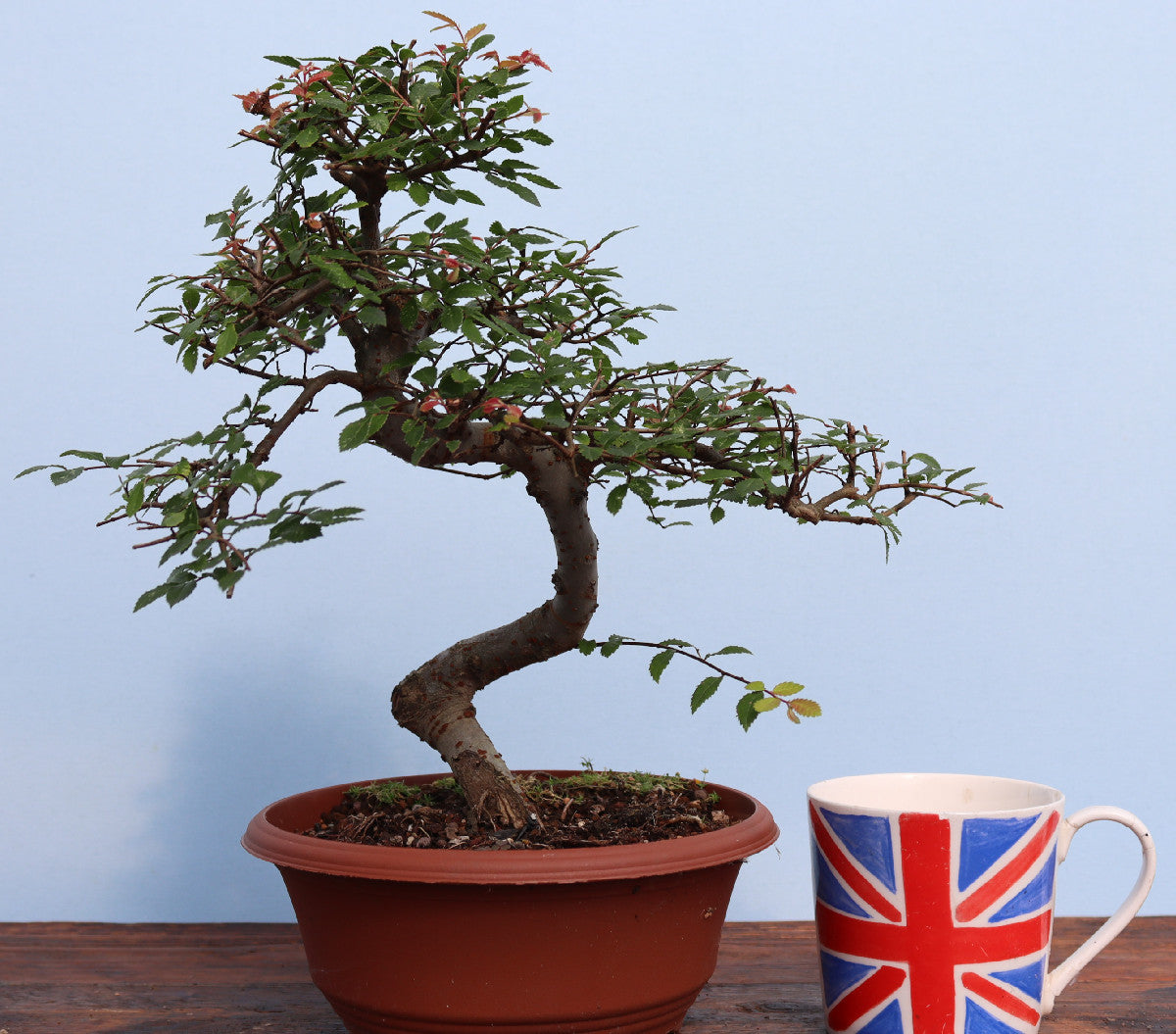 A potted bonsai tree with green leaves and small pink blossoms in a brown pot, displayed on a wooden surface next to a white ceramic mug printed with the Union Jack flag, against a light blue background.
