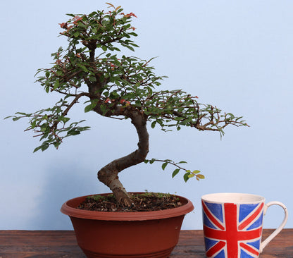 A potted bonsai tree with green leaves and small pink blossoms in a brown pot, displayed on a wooden surface next to a white ceramic mug printed with the Union Jack flag, against a light blue background.