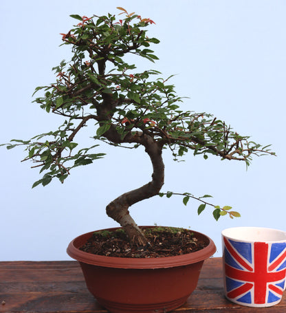 Chinese Elm Bonsai Tree - CLEARANCE