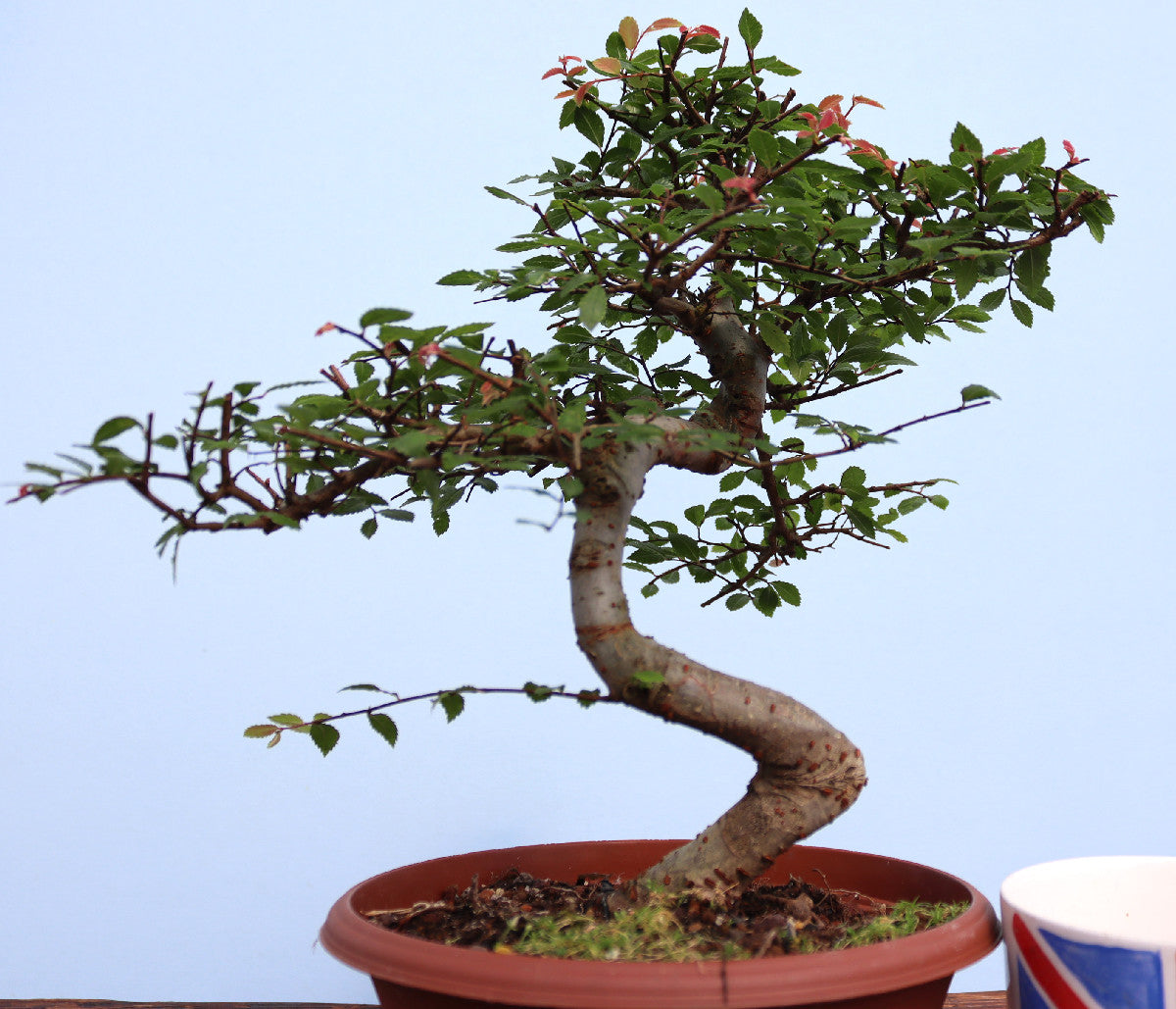 A potted bonsai-style tree with a curved trunk, green leaves, and small reddish new growth, shown in a terracotta-colored pot against a pale blue background.