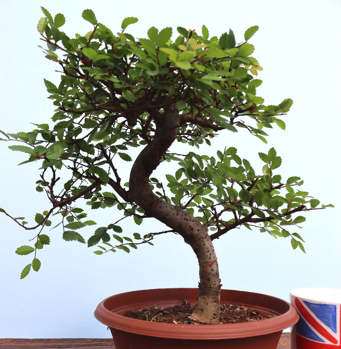 Chinese Elm Bonsai Tree - CLEARANCE