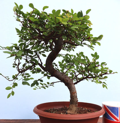 Chinese Elm Bonsai Tree - CLEARANCE