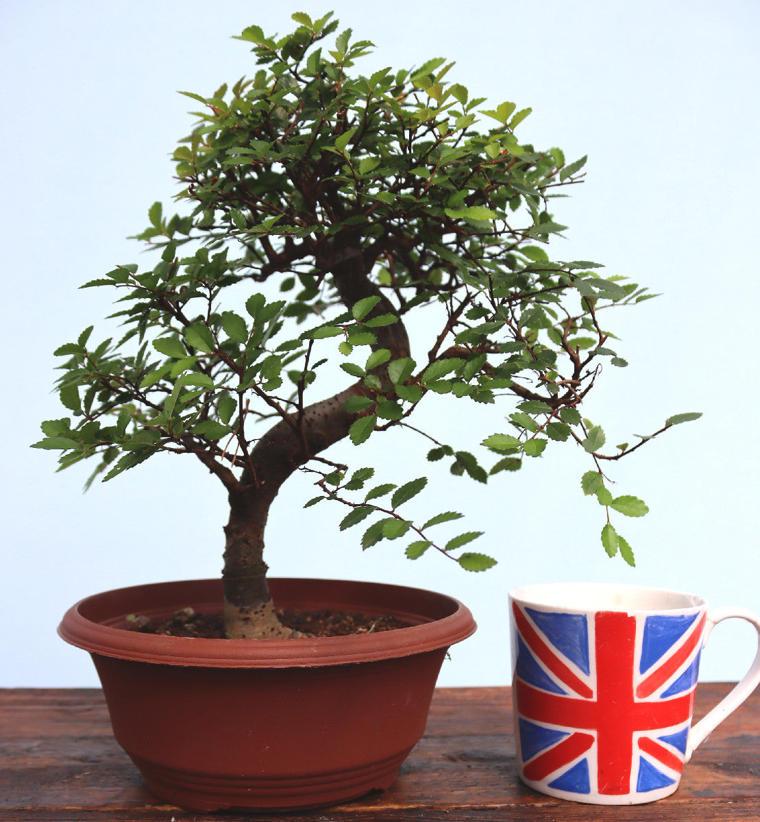 A potted bonsai-style tree with green leaves in a brown pot, displayed on a wooden surface next to a ceramic mug printed with the Union Jack flag, against a pale blue background.