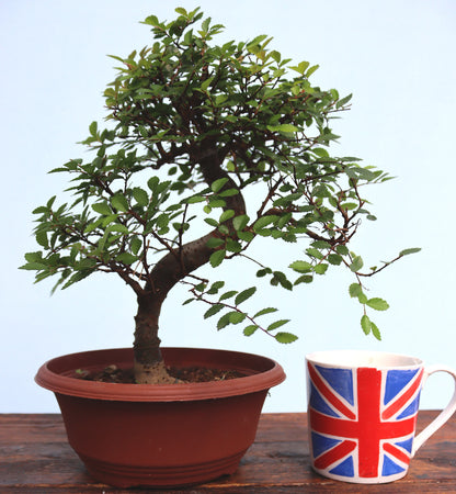 A potted bonsai-style tree with green leaves in a brown pot, displayed on a wooden surface next to a ceramic mug printed with the Union Jack flag, against a pale blue background.