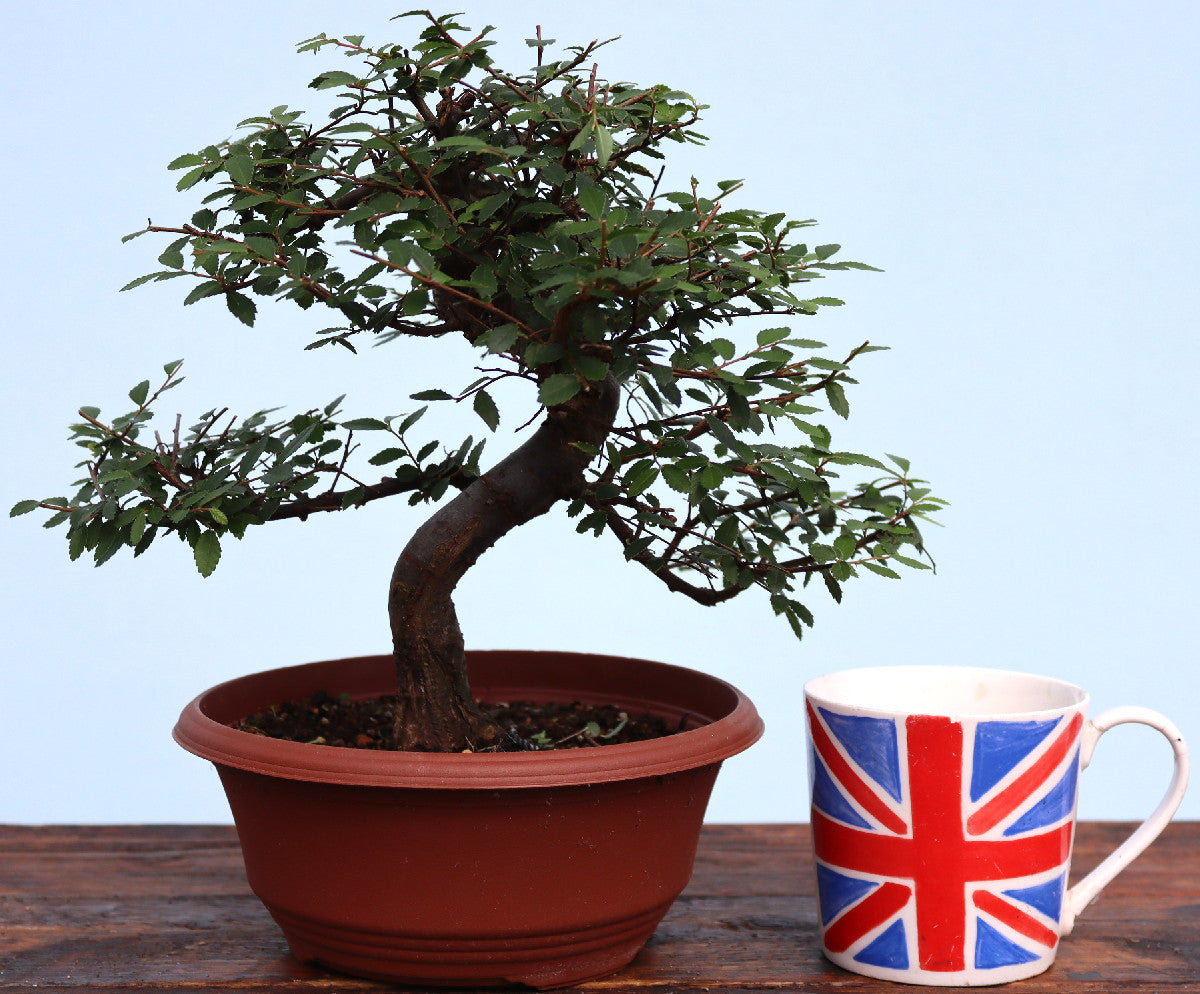A potted bonsai tree with green leaves and a curved trunk in a reddish-brown plastic pot, displayed on a wooden surface next to a white ceramic mug printed with the Union Jack flag, against a light blue background.