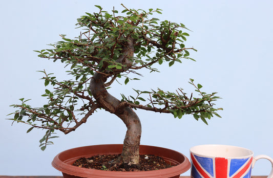 Chinese Elm Bonsai Tree - CLEARANCE