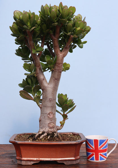 Jade Plant - Crassula Indoor Bonsai Tree