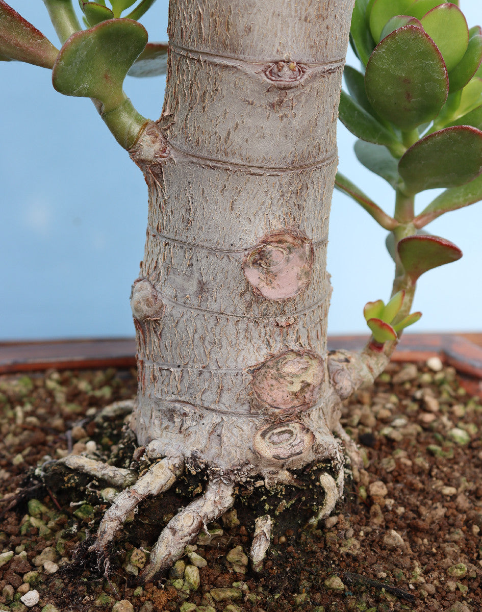 Jade Plant - Crassula Indoor Bonsai Tree