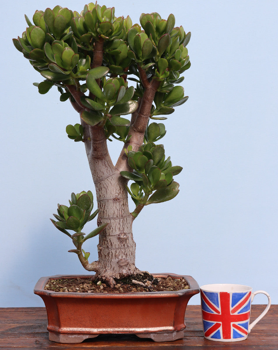 A potted jade plant bonsai tree with green succulent leaves and a textured brown trunk, shown in a terracotta-colored rectangular pot on a wooden surface next to a white ceramic mug printed with the Union Jack flag, against a light blue background.