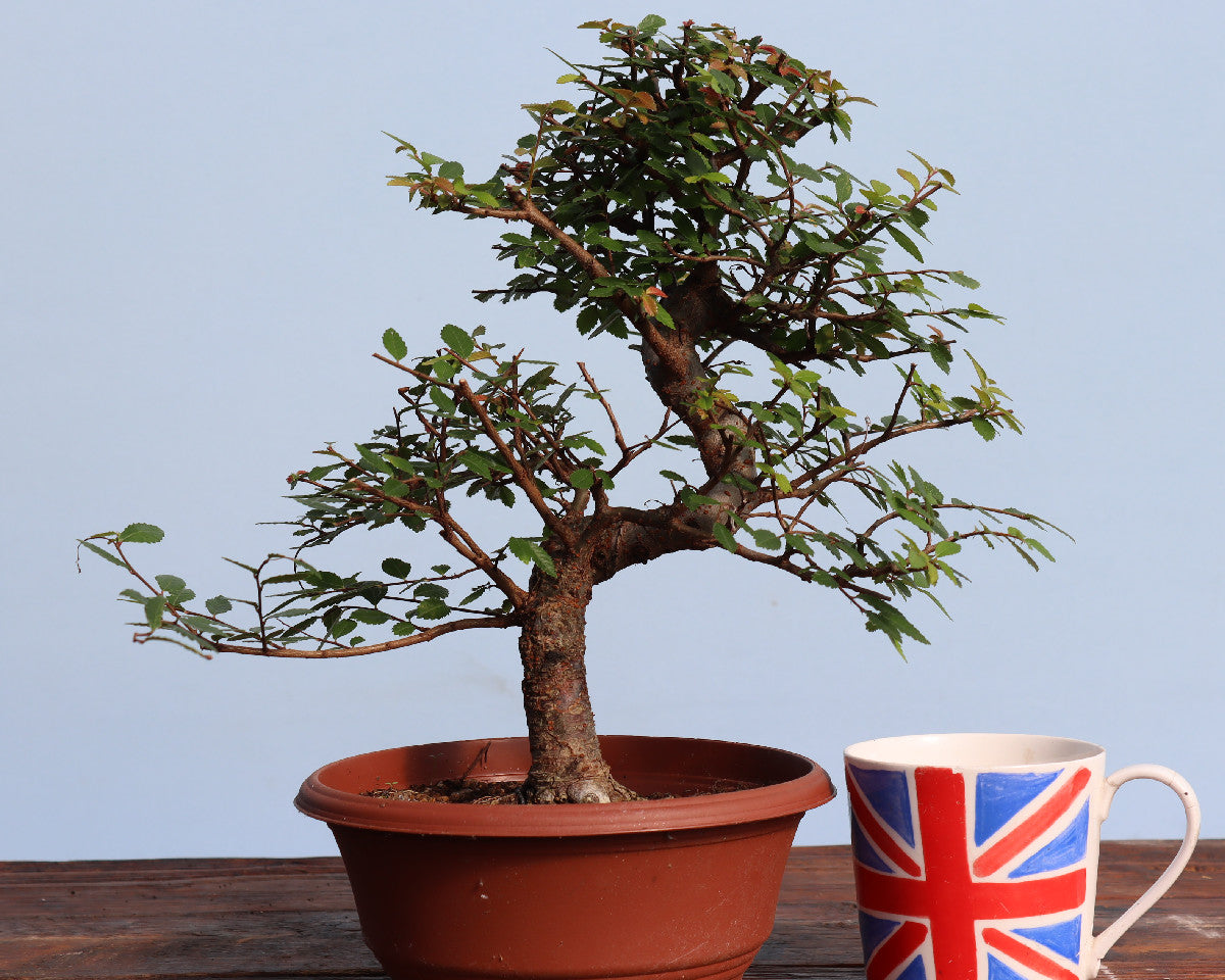 A potted bonsai-style tree with green leaves and a brown trunk in a terracotta-colored pot, displayed on a wooden surface next to a ceramic mug printed with the Union Jack flag, against a light blue background.