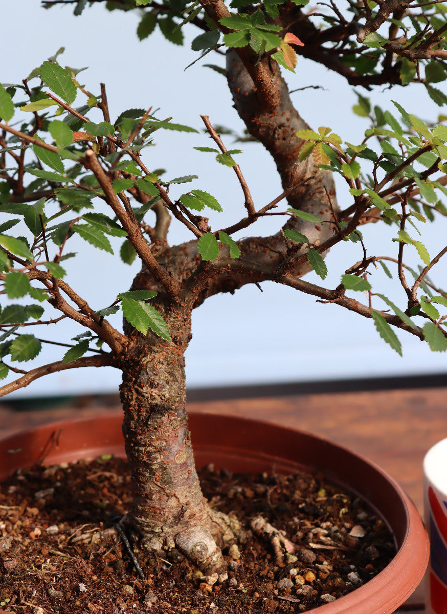 Chinese Elm Bonsai Tree - CLEARANCE