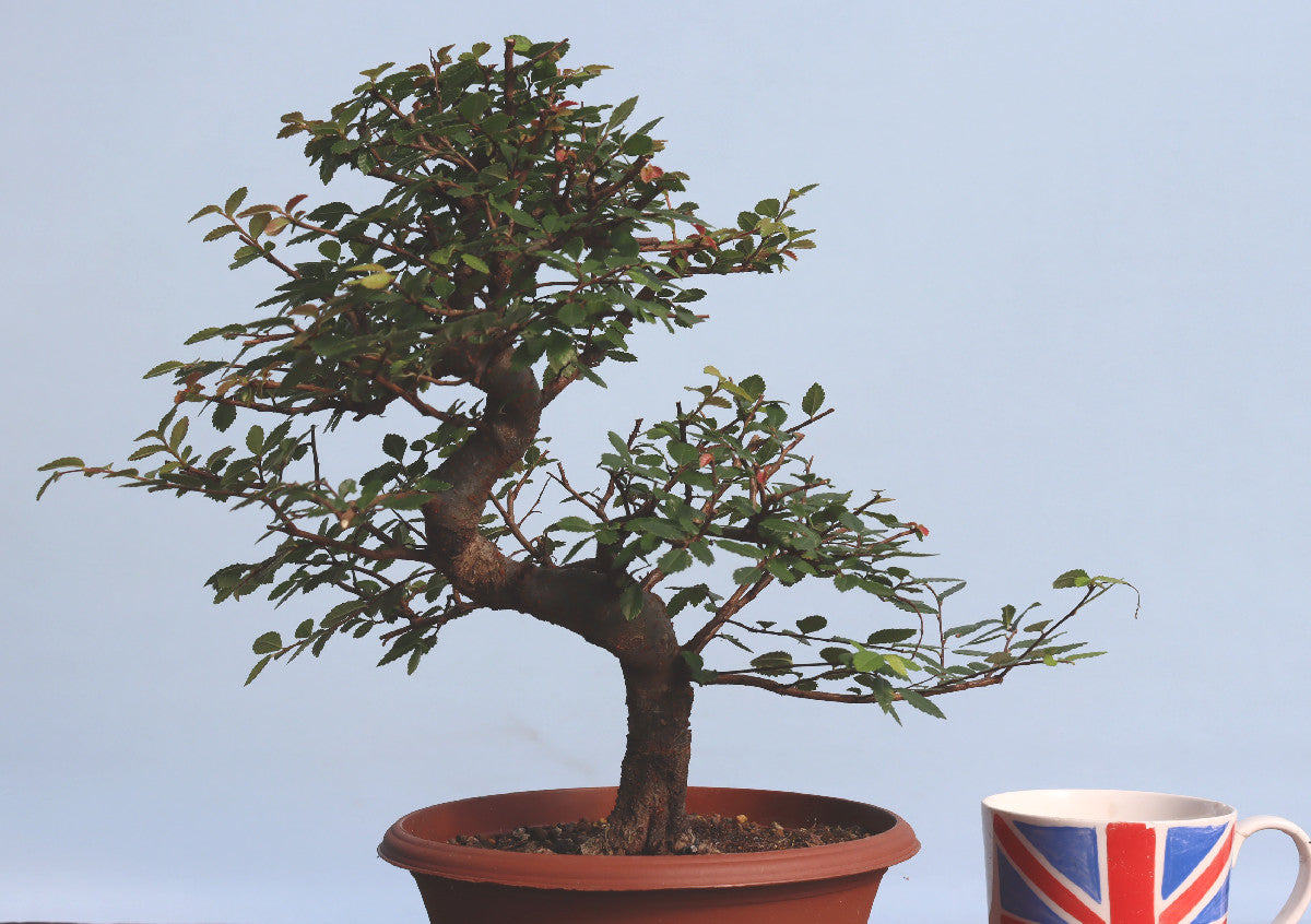 Chinese Elm Bonsai Tree - CLEARANCE