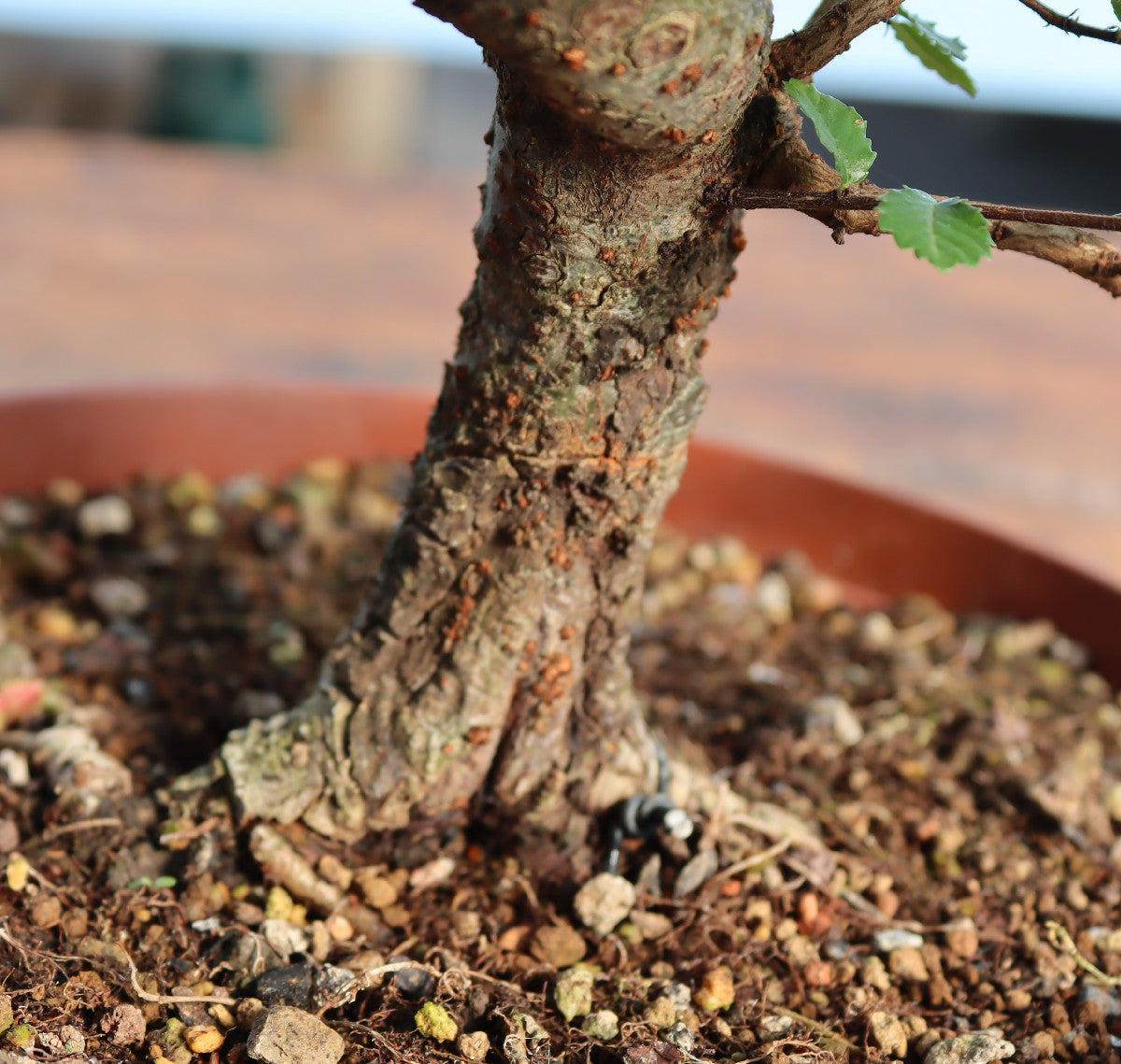 Chinese Elm Bonsai Tree - CLEARANCE