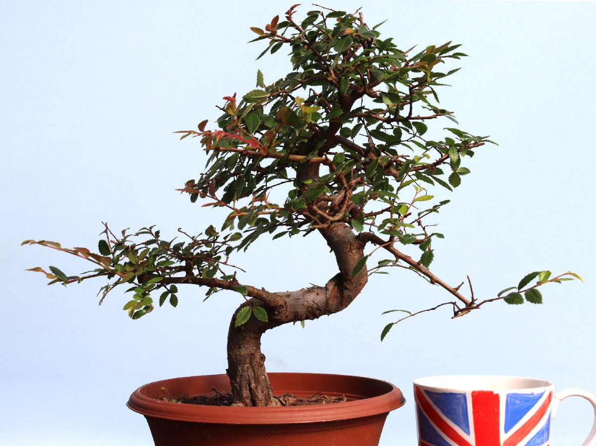 Chinese Elm Bonsai Tree - CLEARANCE