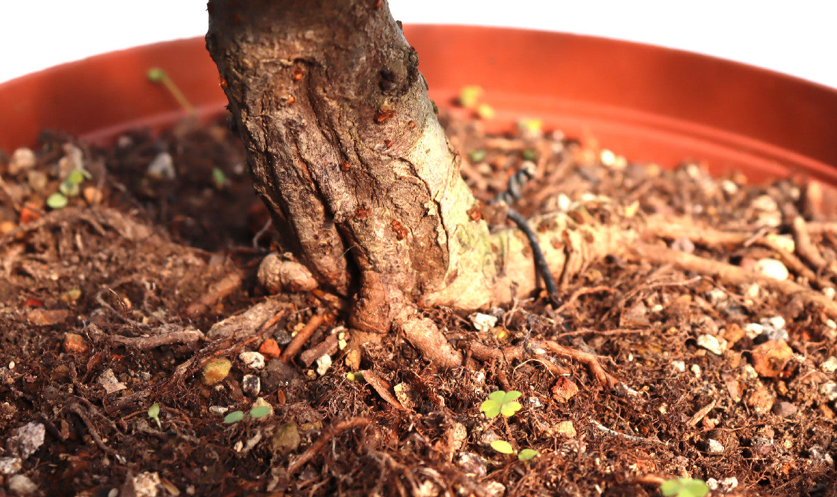 Chinese Elm Bonsai Tree - CLEARANCE