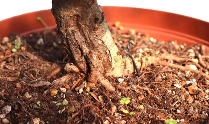 Chinese Elm Bonsai Tree - CLEARANCE