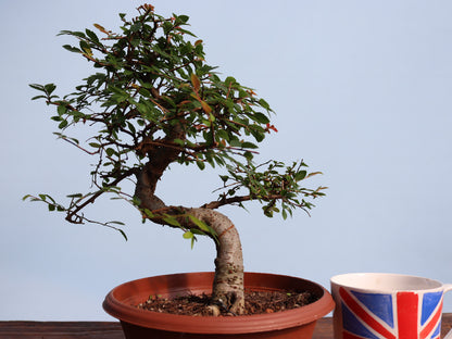 Chinese Elm Bonsai Tree - CLEARANCE