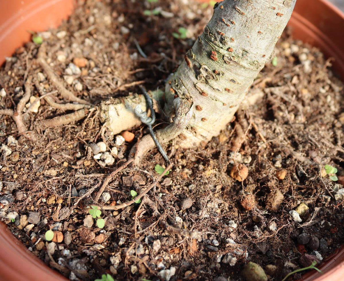 Chinese Elm Bonsai Tree - CLEARANCE