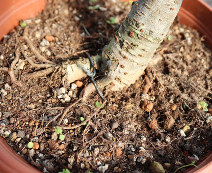 Chinese Elm Bonsai Tree - CLEARANCE