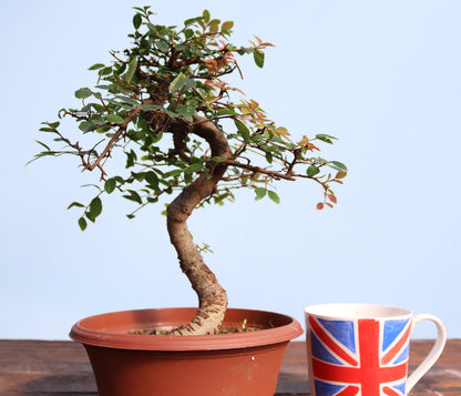Chinese Elm Bonsai Tree - CLEARANCE