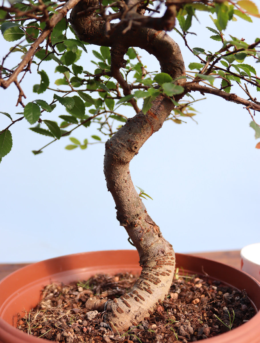 Chinese Elm Bonsai Tree - CLEARANCE