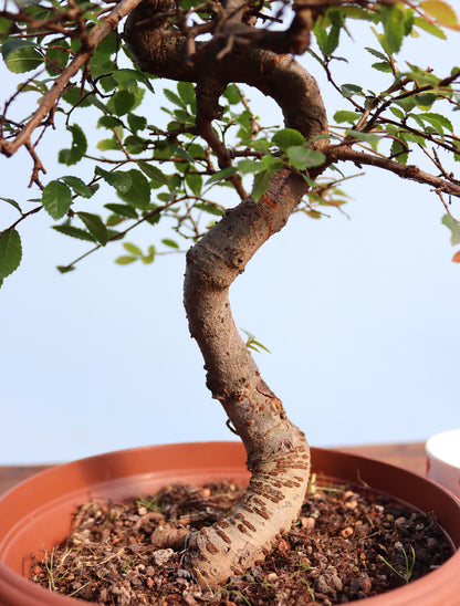 Chinese Elm Bonsai Tree - CLEARANCE