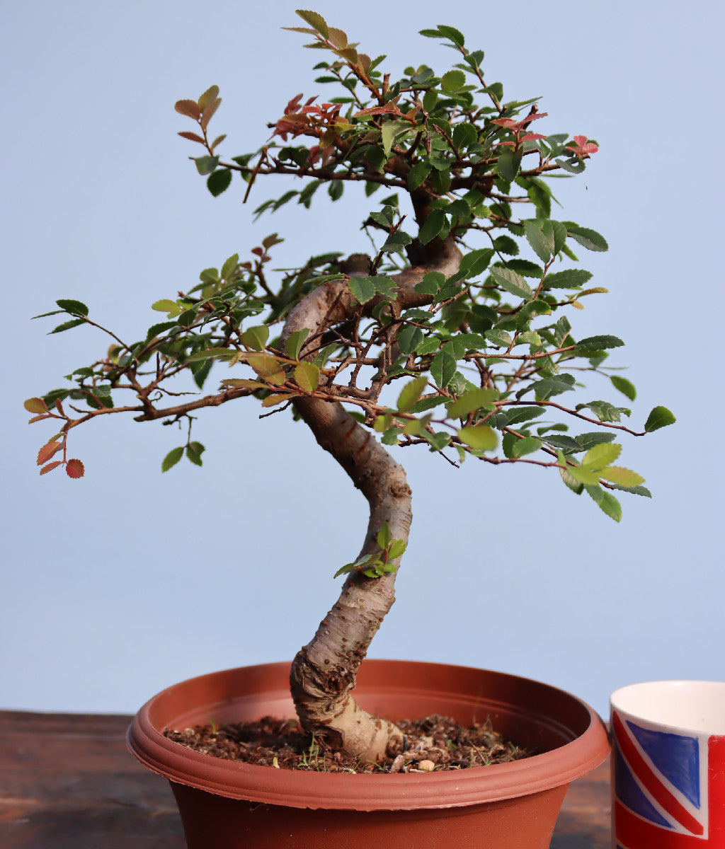 Chinese Elm Bonsai Tree - CLEARANCE