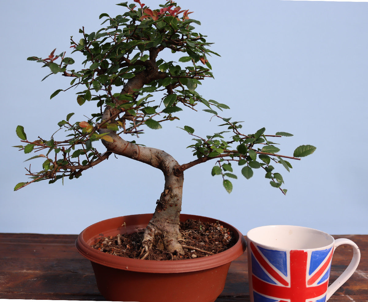 A potted bonsai-style tree with green and reddish leaves in a terracotta pot, placed on a wooden surface next to a white ceramic mug printed with a Union Jack design, against a light blue background.