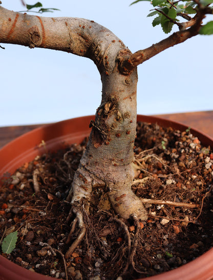 Chinese Elm Bonsai Tree - CLEARANCE