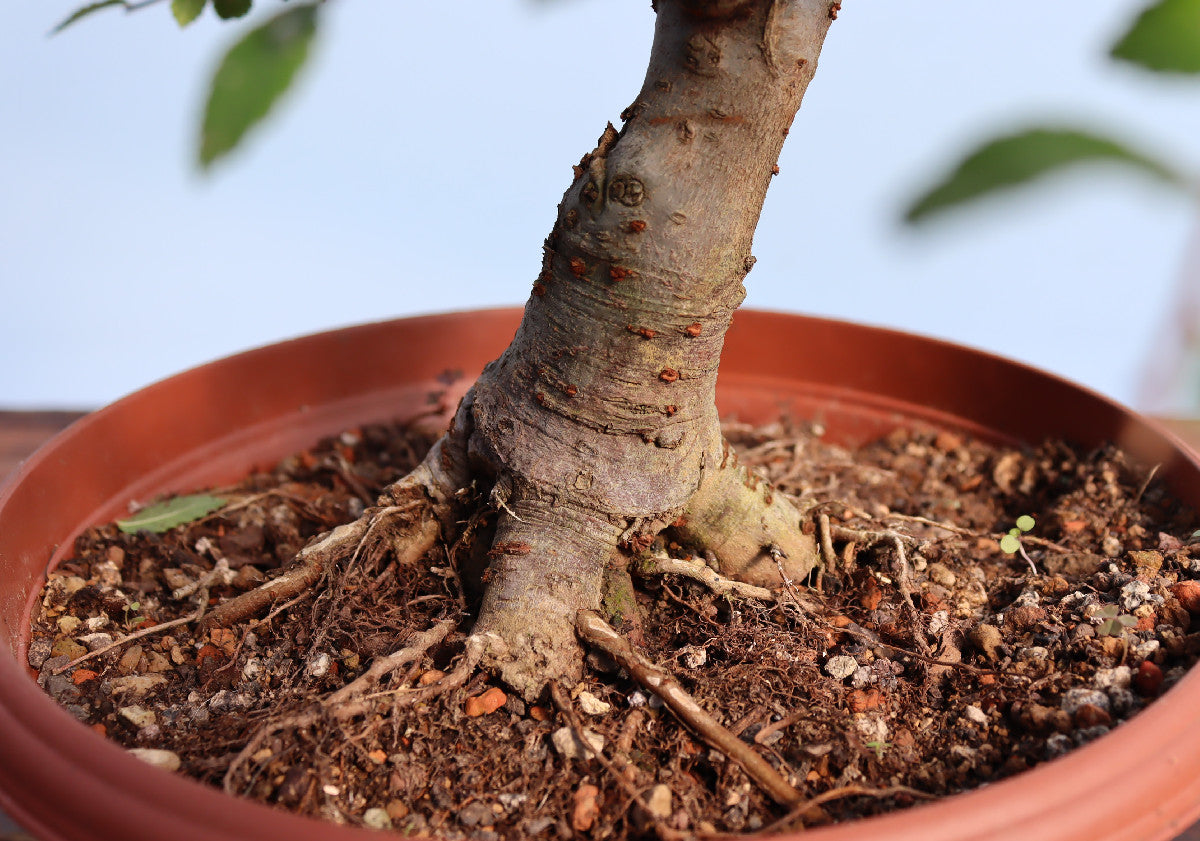 Chinese Elm Bonsai Tree - CLEARANCE