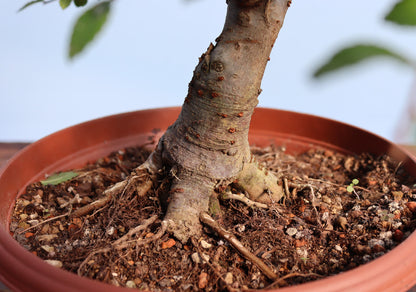 Chinese Elm Bonsai Tree - CLEARANCE