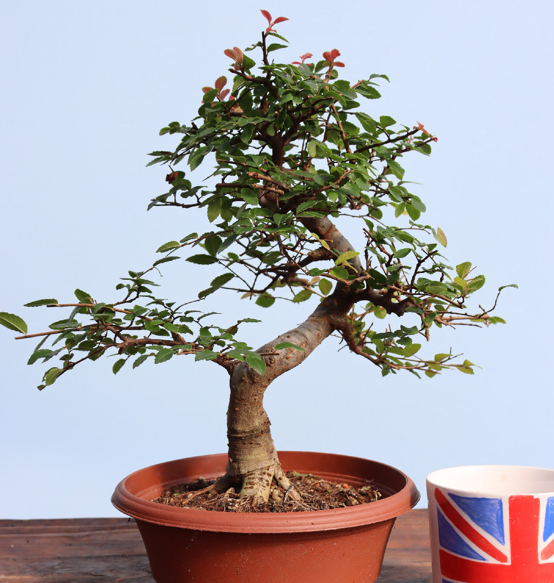 Chinese Elm Bonsai Tree - CLEARANCE