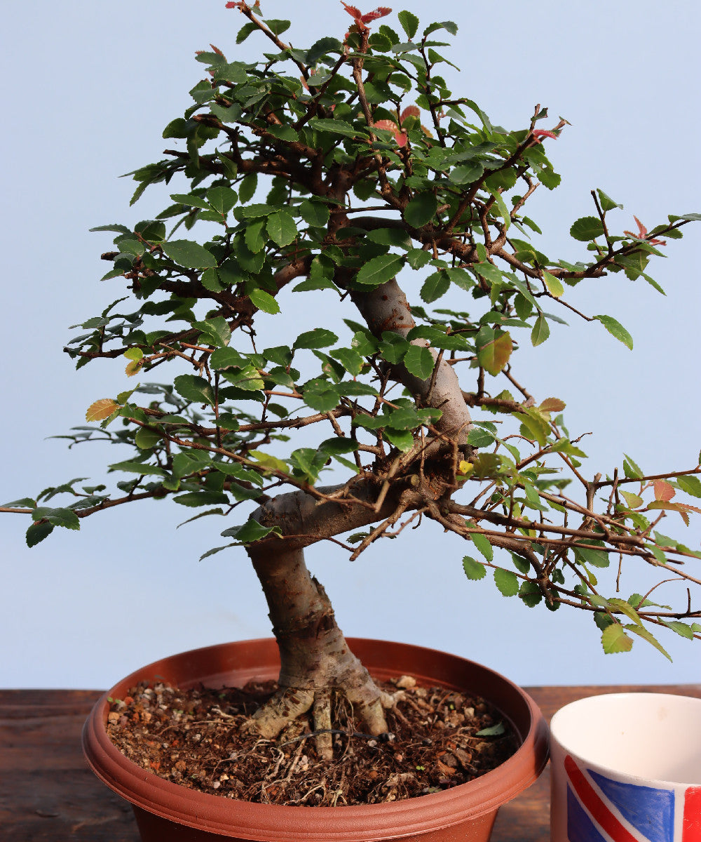 Chinese Elm Bonsai Tree - CLEARANCE