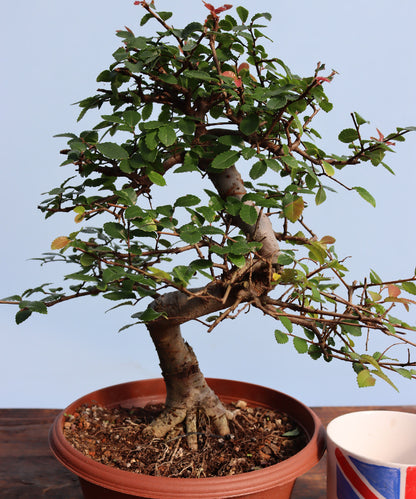 Chinese Elm Bonsai Tree - CLEARANCE