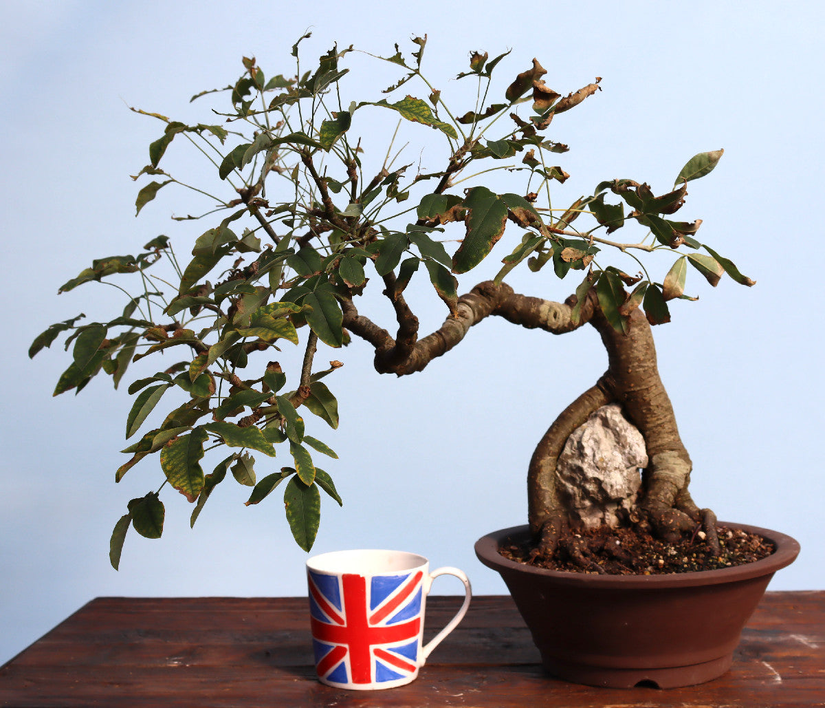 Laburnum Flowering Bonsai Tree