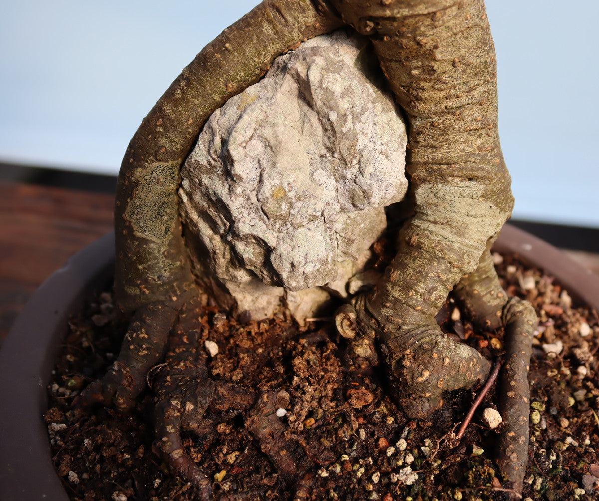 Laburnum Flowering Bonsai Tree