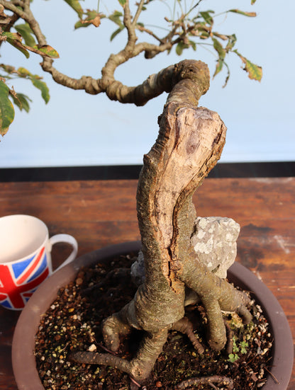 Laburnum Flowering Bonsai Tree