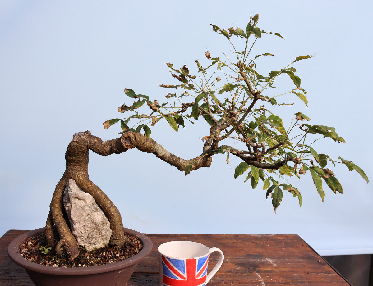 Laburnum Flowering Bonsai Tree