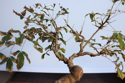 Laburnum Flowering Bonsai Tree