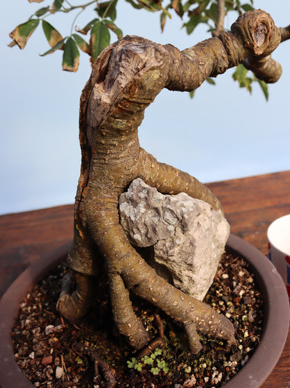 Laburnum Flowering Bonsai Tree
