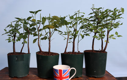 Blackthorn Bonsai Starter Trees x 10