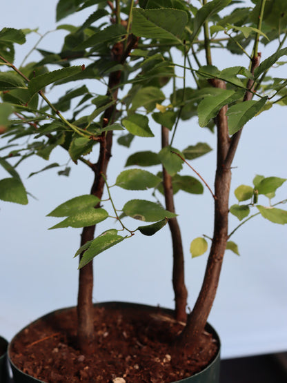 Blackthorn Bonsai Starter Trees x 10
