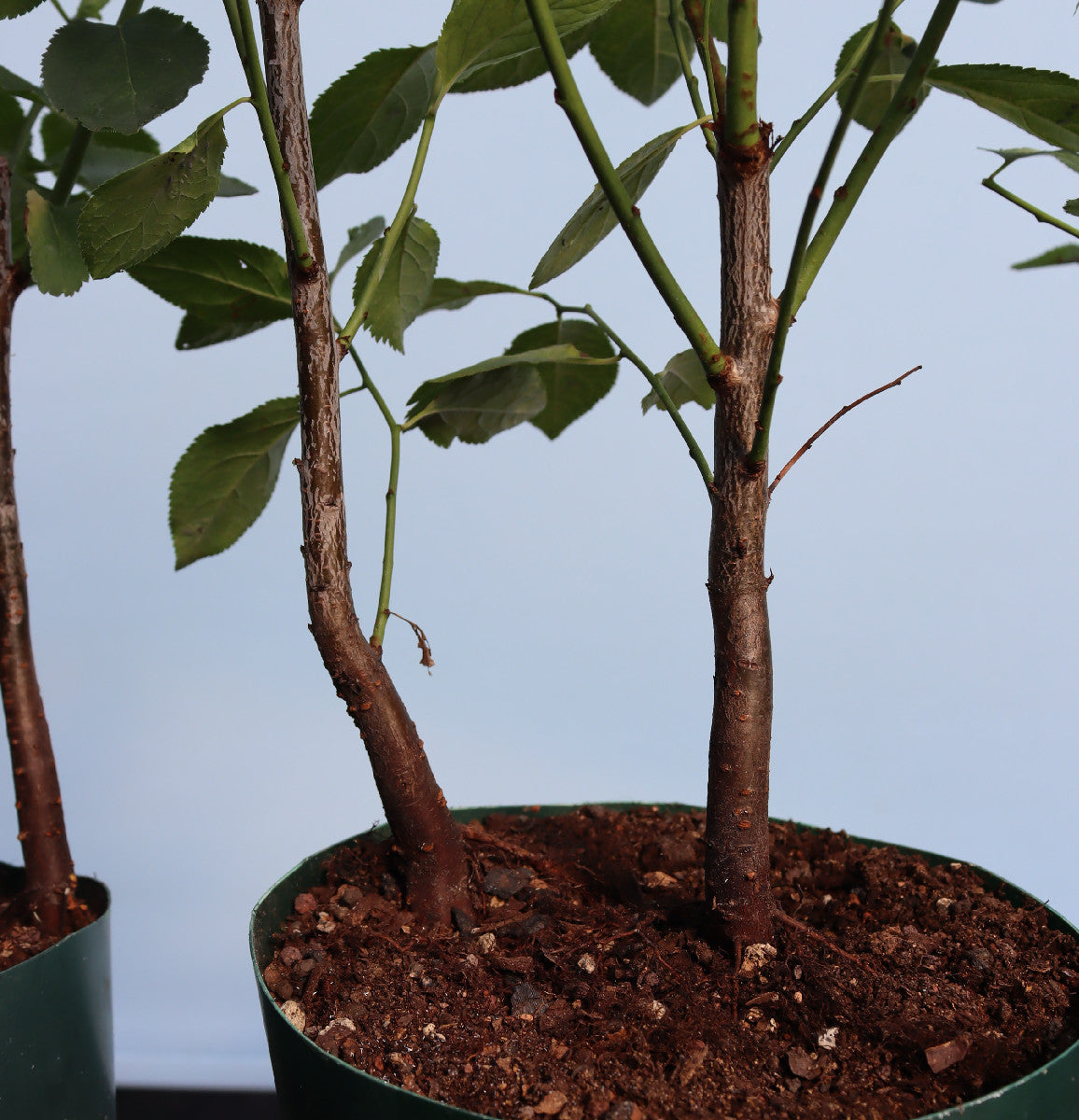 Blackthorn Bonsai Starter Trees x 10
