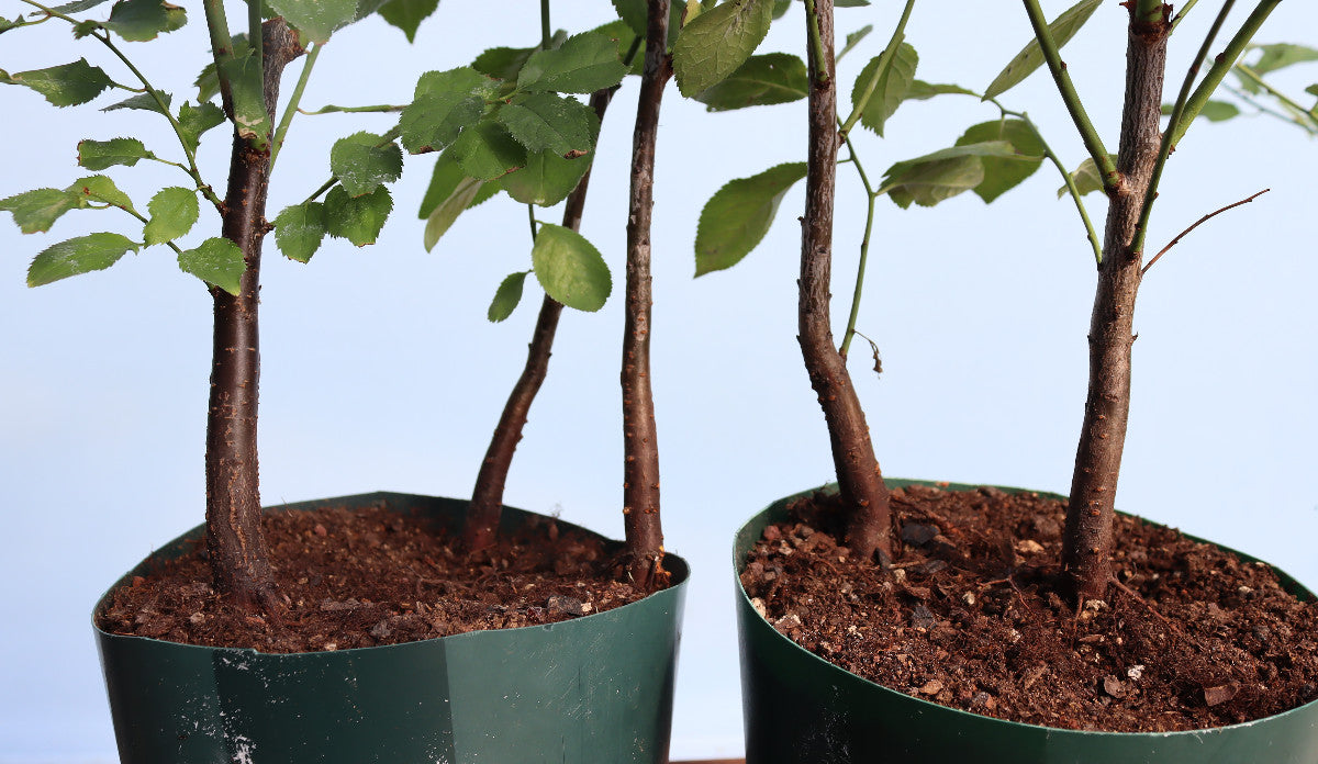 Blackthorn Bonsai Starter Trees x 10