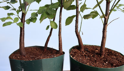 Blackthorn Bonsai Starter Trees x 10