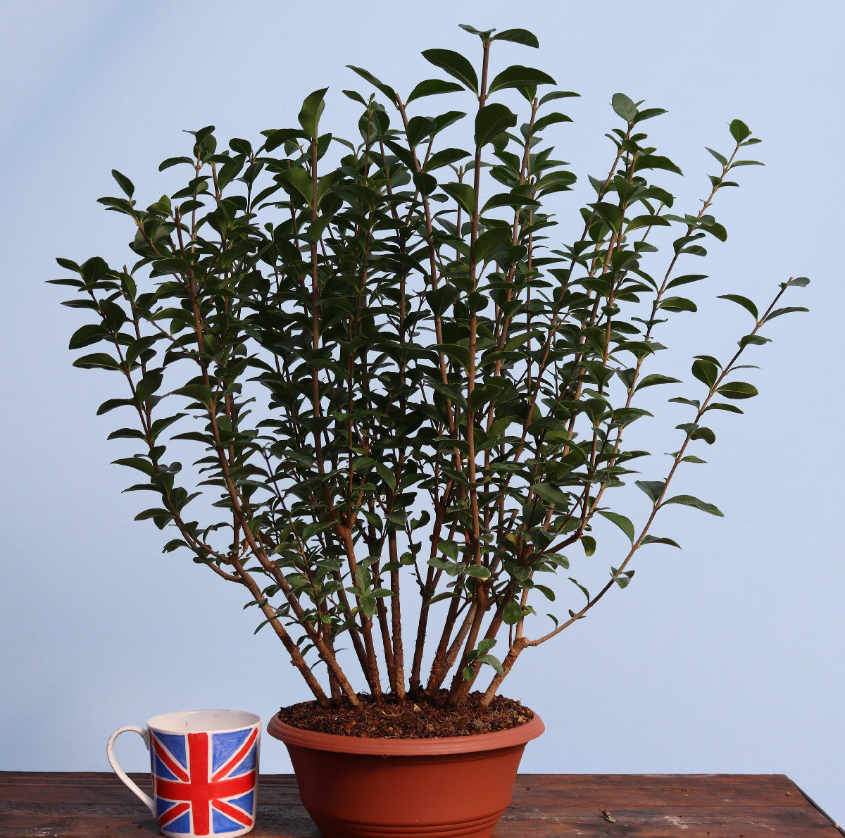 Privet Multi Trunk Bonsai Starter Tree