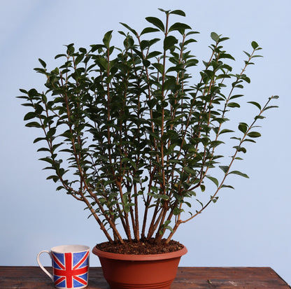 Privet Multi Trunk Bonsai Starter Tree